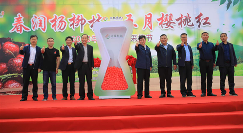 東南亞單體最大的櫻桃園正式開園采摘